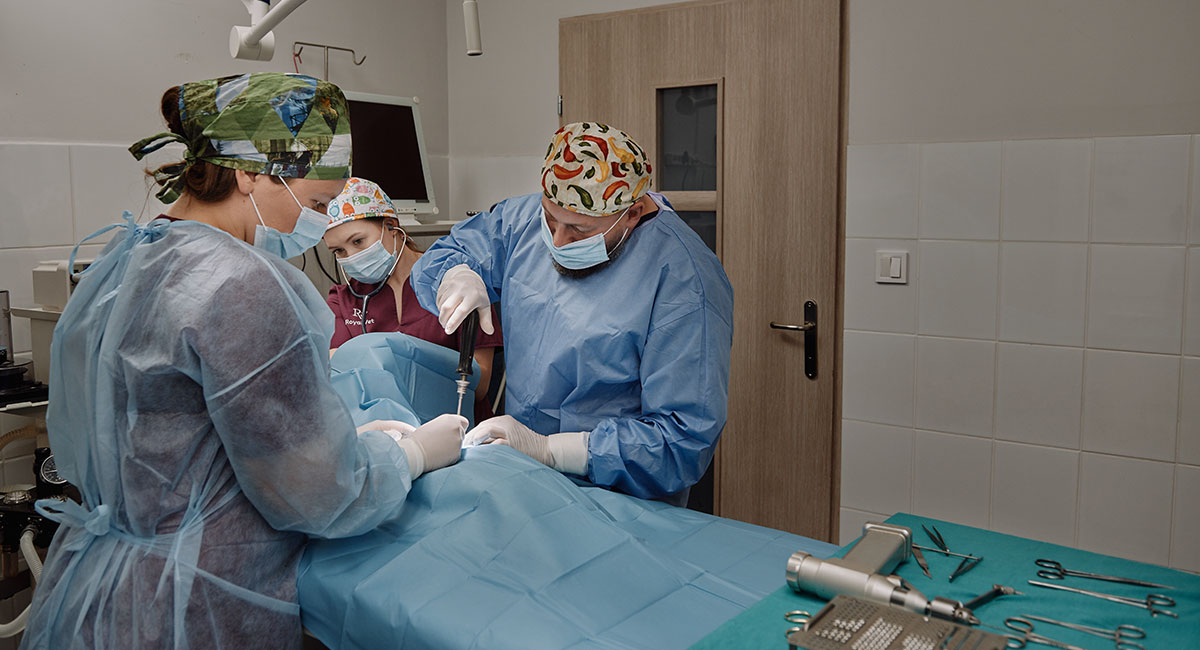 Chirurgia Chirurgia - Royal Vet - weterynarz Zamość