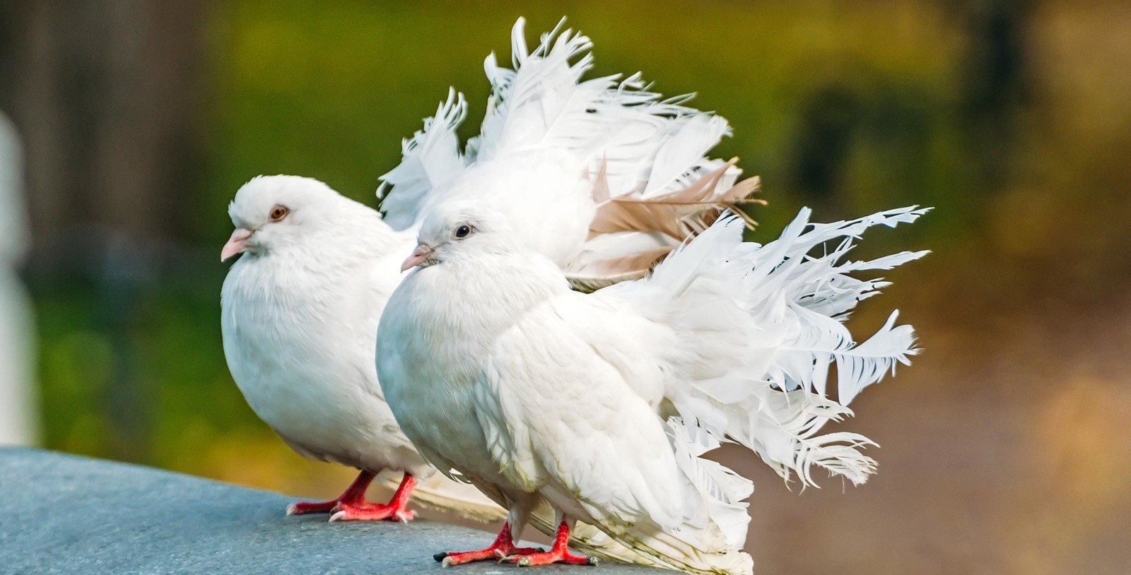 Choroby pasożytnicze gołębi Choroby pasożytnicze gołębi - Royal Vet - weterynarz Zamość